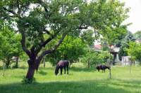 Ferienwohnung Juniweg I in Alt Schönau Garten