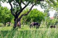Ferienwohnung Juniweg I in Alt Schönau Garten