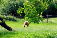 Ferienwohnung Juniweg II in Alt Schönau Garten